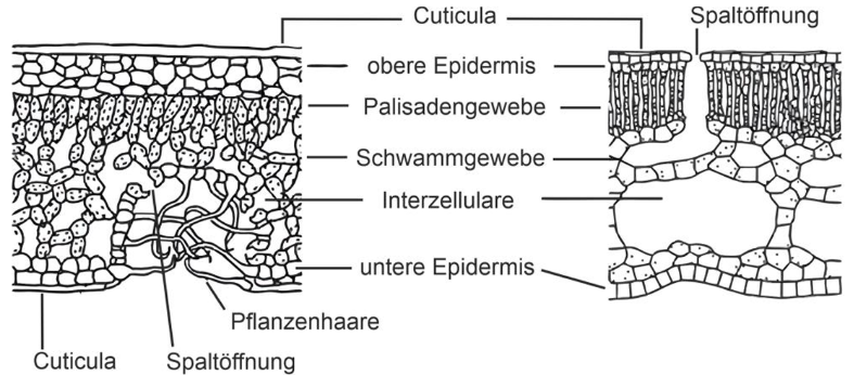 Blattquerschnitt: Cuticula, obere/untere Epidermis, Palisaden- und Schwammgewebe, Interzellularräume, Spaltöffnung, Pflanzenhaare.